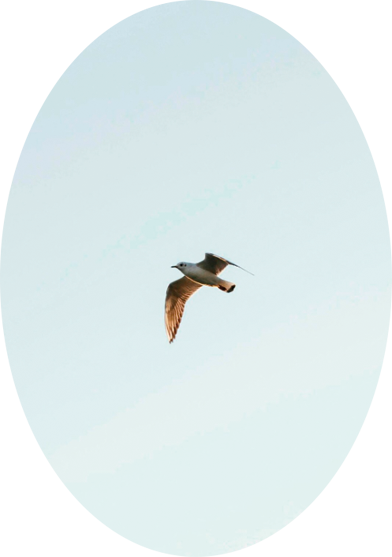 Pájaro